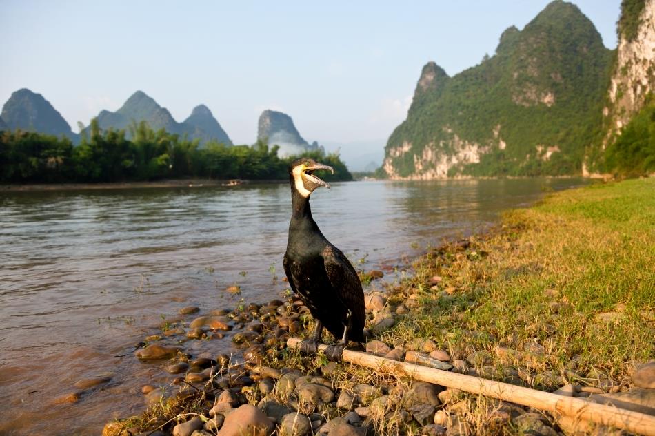 Diverse  - cormor.jpg